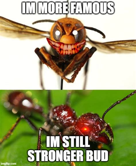 Ant Memes And S Imgflip
