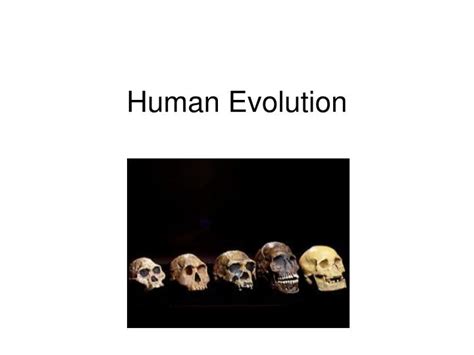 Ppt Human Evolution Powerpoint Presentation Free Download Id3951055