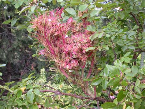 Rose Rosette Disease What Landscapers Need To Know
