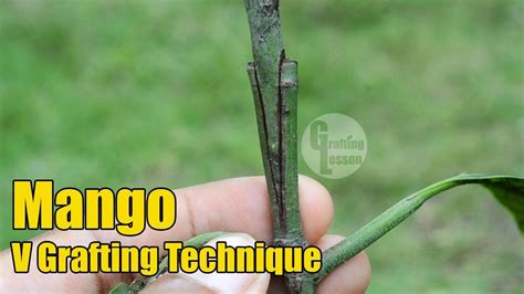 Mango V Grafting Technique With Result 100 Success Youtube