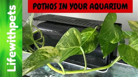 How To Use A Pothos Plant In Your Aquarium Youtube