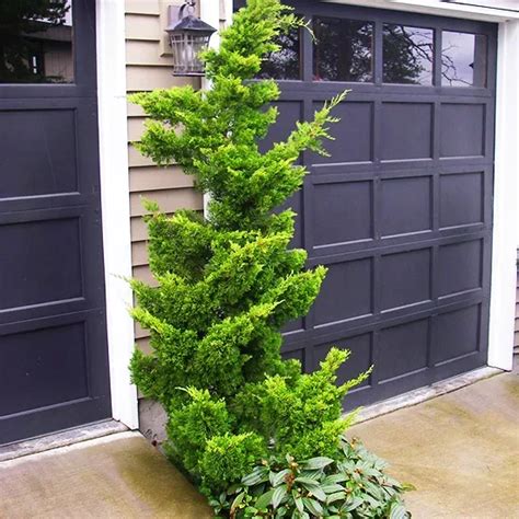 Slender Hinoki Cypress Trees For Sale The Tree Center