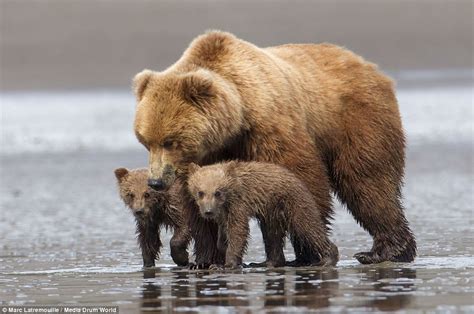Cub Is Nearly Knocked Off His Feet As Mother Rushes Into