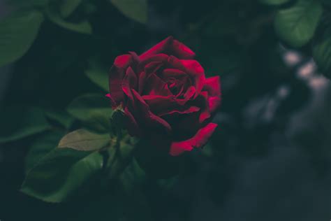 Find the perfect rose picture from over 40,000 of the best rose images. Blood-Red Rose iPhone Wallpaper - iDrop News