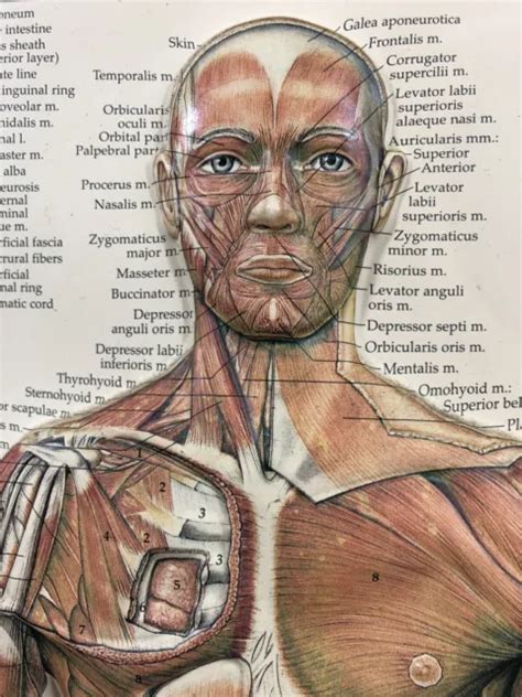 Vintage Anatomical Chart Co The Muscular System Medical Chart 3d Rare