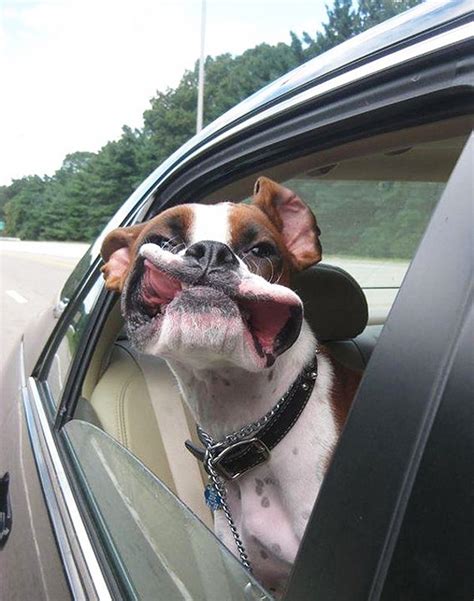 19 Hilarious Dogs Enjoying Car Rides More Than Anything Else In The World