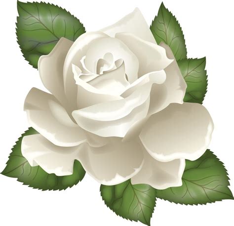 White Rose Clip Art 10 Free Cliparts Download Images On Clipground 2024