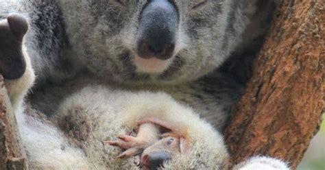 Koalas Birth