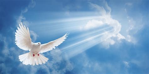 Lay Your Loved One To Rest With A White Dove Release A Sign Of Peace