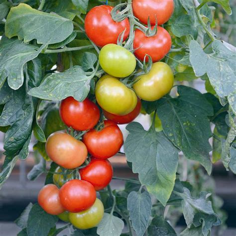 Buy Tomato Seeds Crimson Crush F1 Indeterminate Organic Gardening