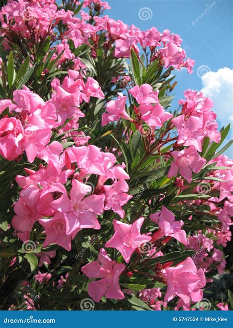 Oleander Flowers Stock Photo Image Of Pink Beautiful 5747534