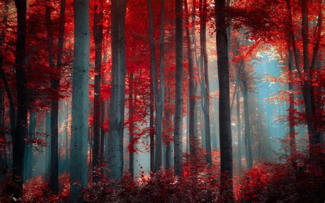 Red Autumn Forest Hd Desktop Wallpaper Widescreen High Definition Fullscreen