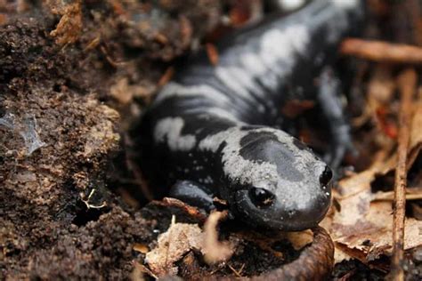 Types Of Pet Salamanders Pictures Facts The Critter Hideout
