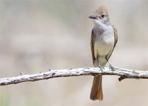We did not find results for: Ash-throated Flycatcher | Idaho Birds