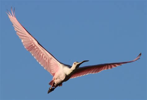 Beautiful Roseate Spoonbill Flying Over Hogeye Pathway Villages
