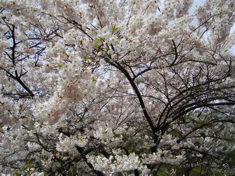 Cherish Toronto Japanese Cherry Trees Bloom In High Park