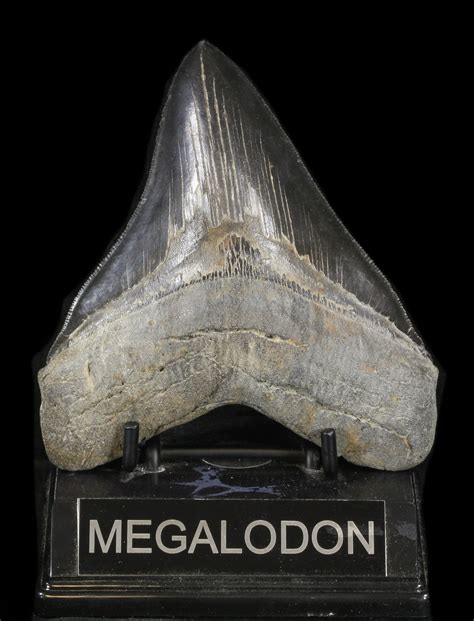 Sharp 475 Megalodon Tooth Georgia 37613 For Sale