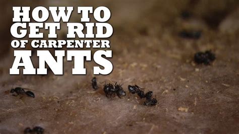Maybe you would like to learn more about one of these? How To Get Rid of Carpenter Ants? - The Housing Forum