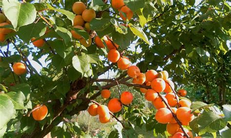 Apricot Tree Growing Tips For Sweet Success Epic Gardening
