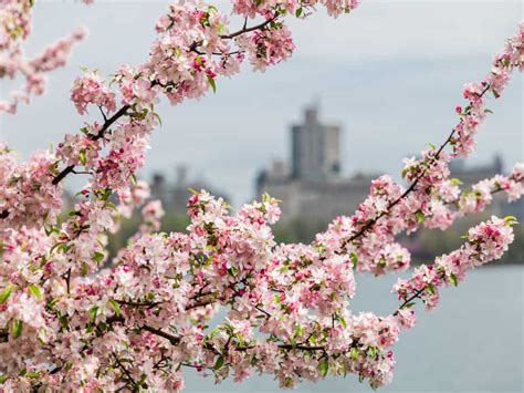 Where To Find The Best Cherry Blossoms In New York City