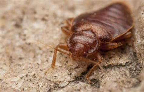 Do Bed Bugs Crawl On Walls And Ceilings An Expert Guide