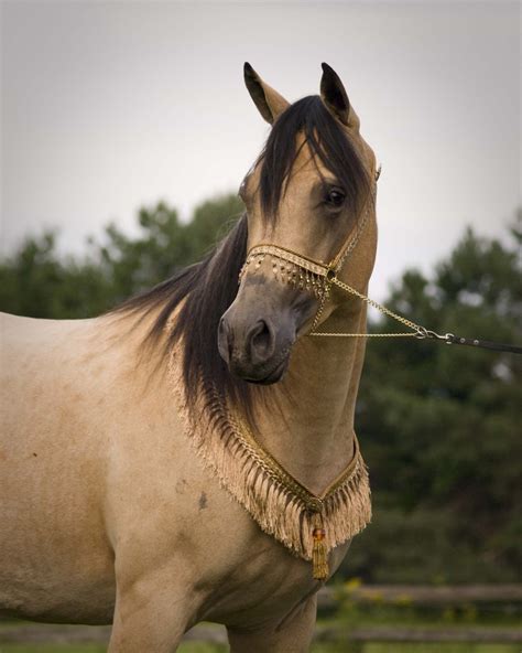 Buckskin Arab My Little Farm Pinterest