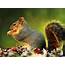 Squirrel Wallpapers  Fun Animals Wiki Videos Pictures Stories