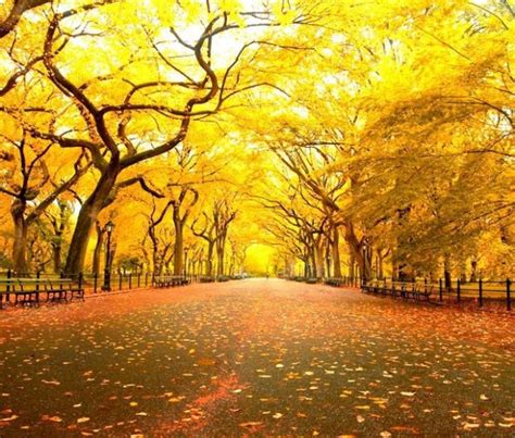 Fall In Central Park New York Style Motivation