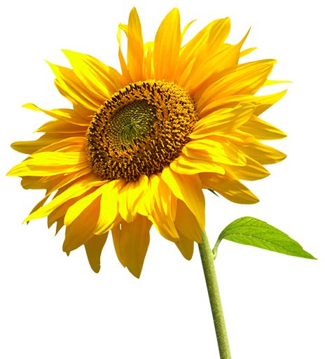 Sunflower Png Sunflower Transparent Background Freeiconspng