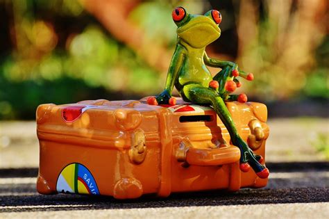 Free Photo Frog Travel Holiday Fun Funny Free Image On Pixabay