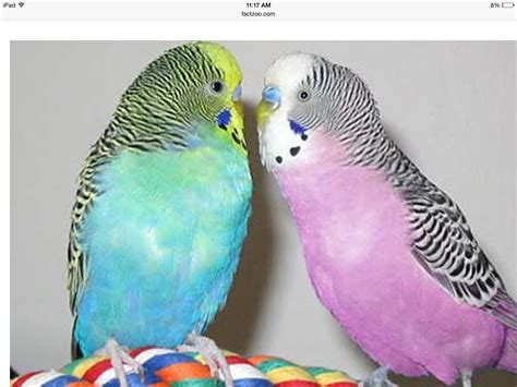 Pin By Raissa Marques On Periquitos Budgies Pet Birds Parakeet Bird