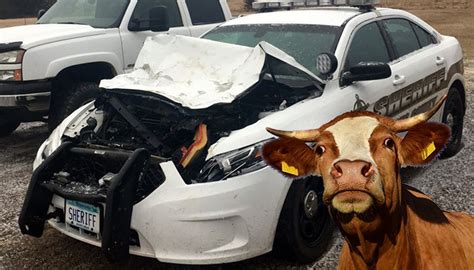 Officer Looking For A Cow In The Road Hits A Cow In The Road Weirld News