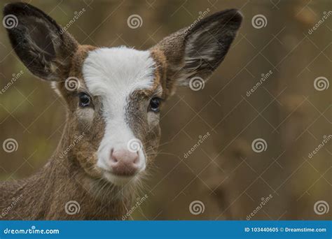 Whitetail Piebald Deer Fawn Face Shotblurred Background Stock Image