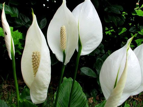 How To Take Care Of A Peace Lily Dengarden