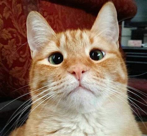 18 Best Jarvis P Weasley The Cross Eyed Cat Images On Pinterest Cross Eyed Cat Kitty Cats