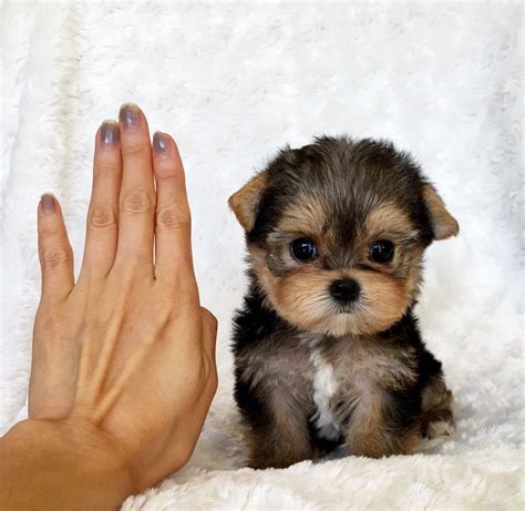 35 Hq Photos Mini Teacup Puppy For Sale Uk Teacup Yorkie Puppy For