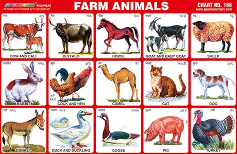 Spectrum Educational Charts Chart 168 Farm Animals