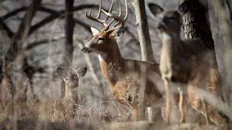 Deer Feeding Bag Limits Mississippi Adopts New Cwd Management Plan