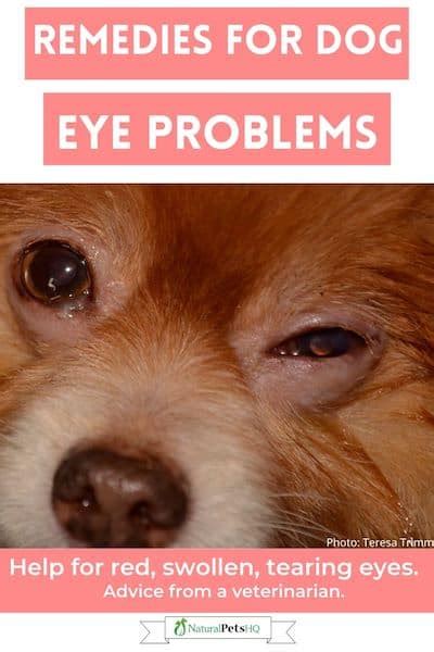 Top 10 Reasons Your Dogs Eyelid Is Swollen And How To Help Nphq