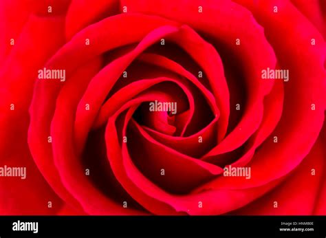 Red Rose Flower Stock Photo Alamy