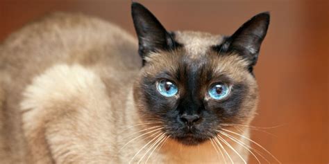10 Cat Breeds That Live The Longest