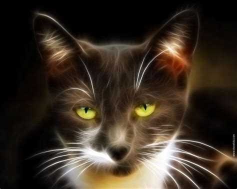 181 Best Images About Fractal Cats On Pinterest Cats Fractal Images And Green Eyes