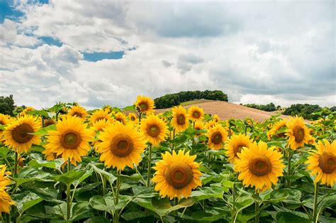 Hd Wallpaper Photo Of Yellow Sunflower Field Daytime Sunflowers