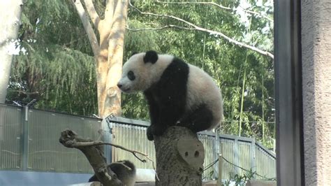 上野動物園は6月4日から再開園します / ueno zoo will reopen on june 4. 上野動物園（シャンシャン） - YouTube