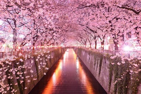 Sakura Desktop Wallpapers Top Những Hình Ảnh Đẹp
