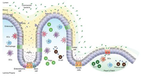 How The Gut Microbiota Influences Our Immune System Gut Microbiota