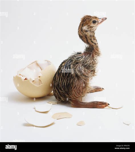 Ostrich Struthio Camelus And Egg Stock Photo Alamy