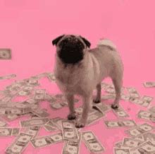The perfect dog money funnyanimals animated gif for your conversation. Money Dog GIFs | Tenor