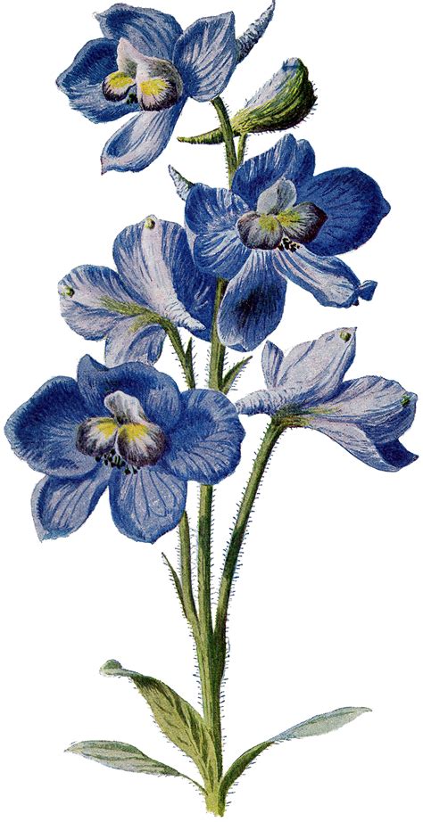 Vintage Beautiful Tall Blue Flower Image The Graphics Fairy