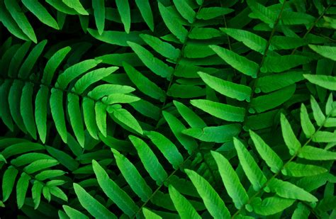 Download Close Up Greenery Leaf Plant Nature Fern 4k Ultra Hd Wallpaper